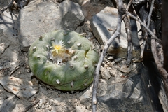 © Joey Santore, some rights reserved (CC-BY-NC)