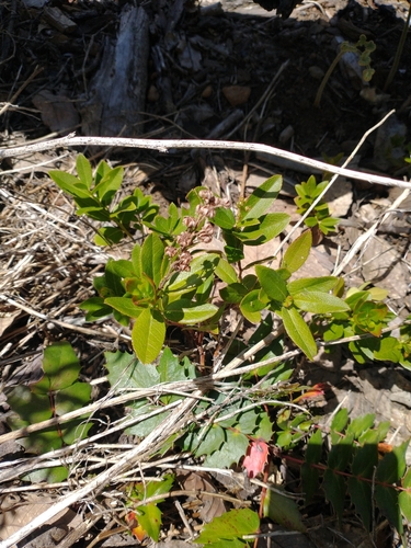 Image of Kalmiopsis leachiana by no rights reserved