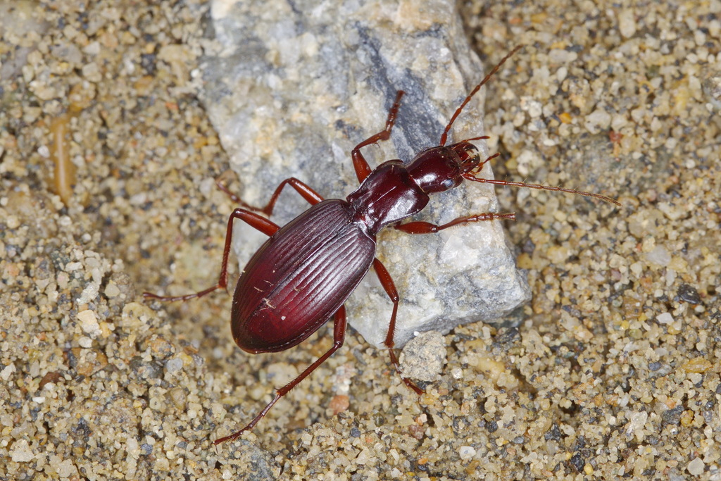 Antisphodroides