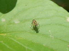 Diptera