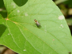 Diptera