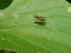 Diptera