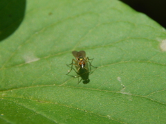 Diptera