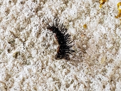 Nymphalis