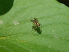 Diptera