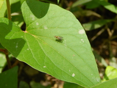Diptera