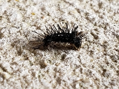Nymphalis