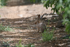 Lepus capensis