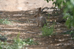 Lepus capensis