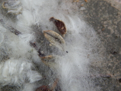 Saliceae