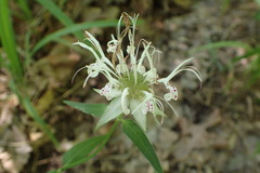 Monarda russeliana