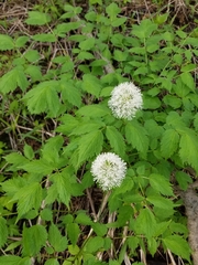 Actaea rubra