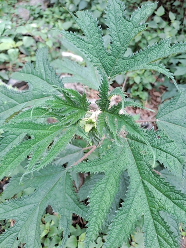 Image of Girardinia diversifolia by (c) Tarun Meena, some rights reserved (CC BY)
