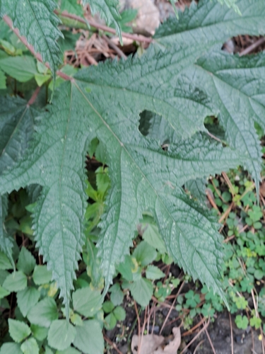 Image of Girardinia diversifolia by (c) Tarun Meena, some rights reserved (CC BY)