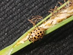 Anisosticta novemdecimpunctata