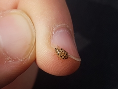 Anisosticta novemdecimpunctata