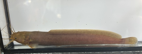 Gladkop-meerval (Clarias liocephalus) — Clariidae — 3