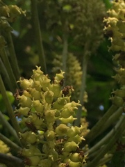 Cussonia zuluensis