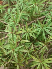 Robust Kunzea (Kunzea robusta)