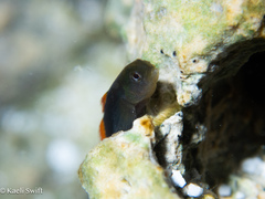 Cardinal Goby photo 3