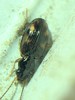 Bembidion affine - Photo (c) Dusty, some rights reserved (CC BY-NC), uploaded by Dusty