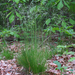 Deschampsia flexuosa - Photo (c) Rob Curtis, algunos derechos reservados (CC BY-NC-SA), subido por Rob Curtis