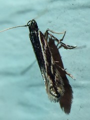 Nemapogon rileyi