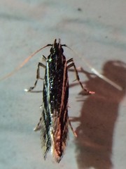 Nemapogon rileyi