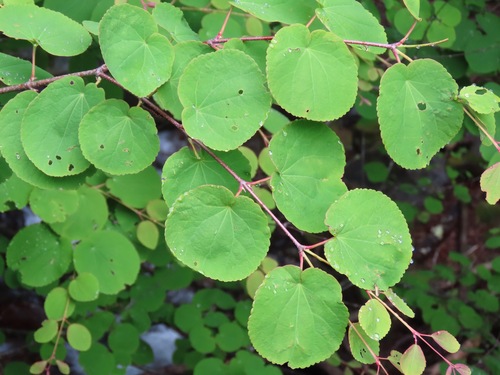 Katsura (Cercidiphyllum magnificum)