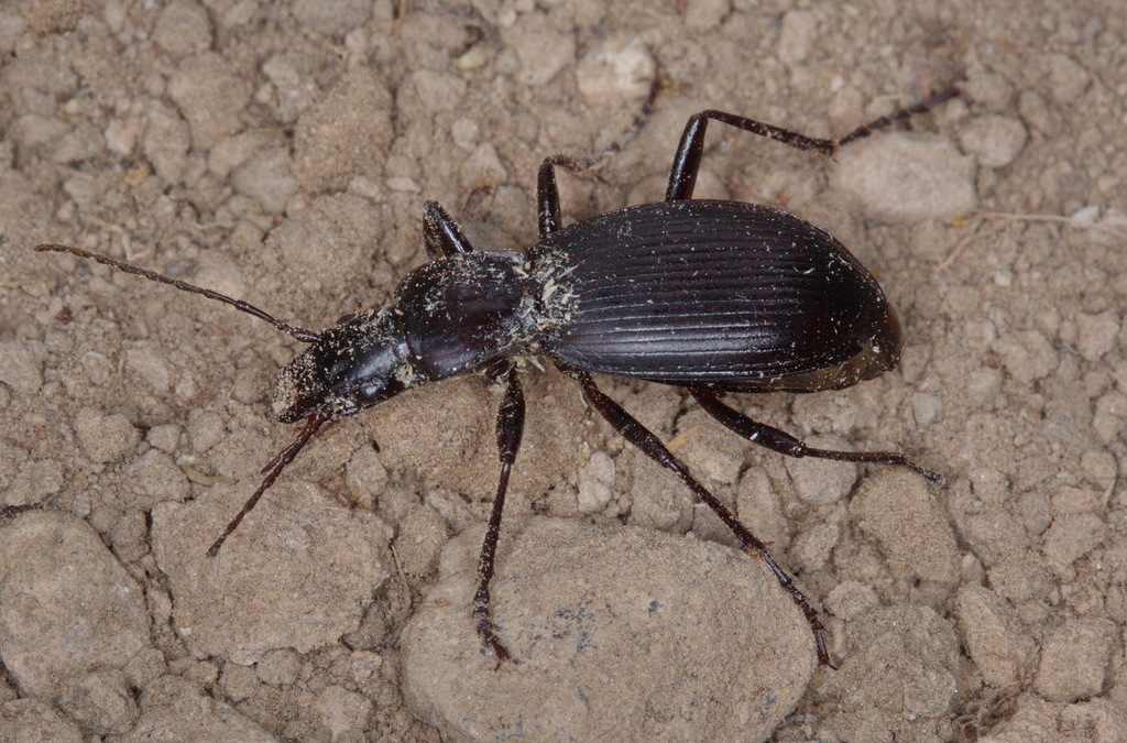 Pseudotaphoxenus parvulus