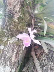 Cattleya