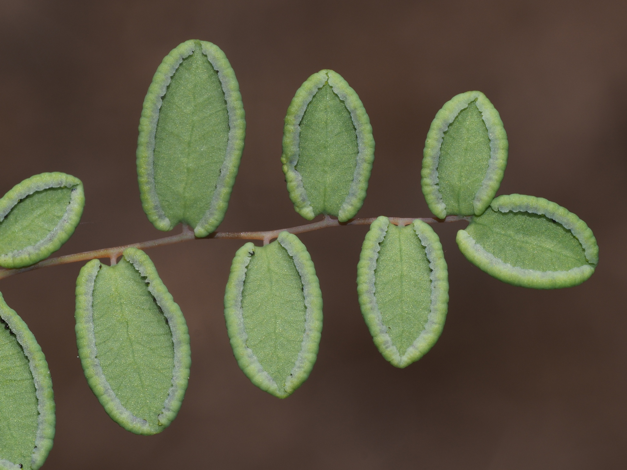 Pellaea andromedifolia