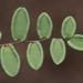 Pellaea andromedifolia - Photo (c) nathantay,  זכויות יוצרים חלקיות (CC BY-NC)