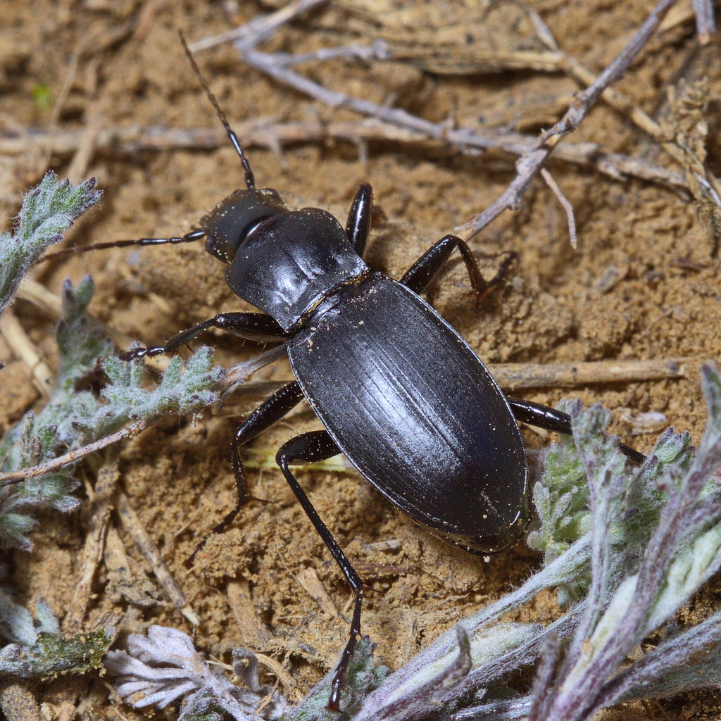 Pseudotaphoxenus rufitarsis