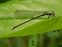 Argia