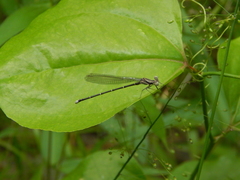Argia