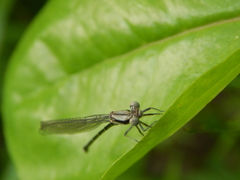 Argia