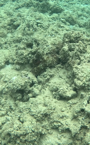 Octopus cyanea observed 2024-06-05
