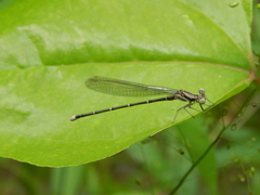 Argia