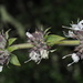 White × Black Sage Hybrid - Photo (c) nathantay, some rights reserved (CC BY-NC)