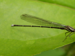 Argia