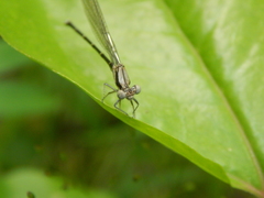 Argia