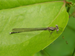 Argia