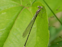 Argia