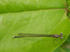 Argia