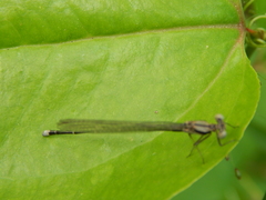 Argia
