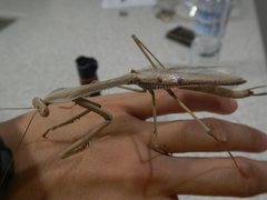 Archimantis monstrosa