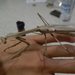 Monster Mantis - Photo (c) simono, some rights reserved (CC BY-NC), uploaded by simono