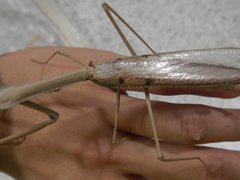 Archimantis monstrosa