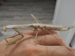 Archimantis monstrosa